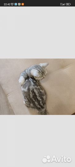 Шатланские котята