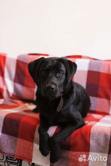 Передержка собак, догняня, котомама, выгул