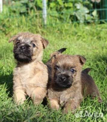 Керн терьер