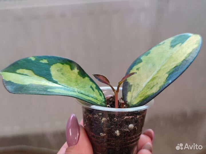 Хойя аустралис лиза