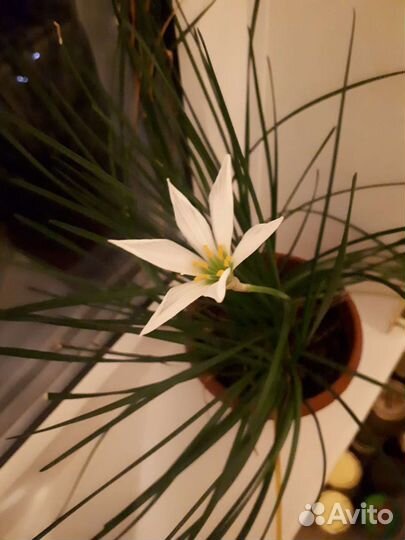 Цветы комнатные в горшочках в удобренной земле