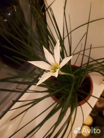 Цветы комнатные в горшочках в удобренной земле