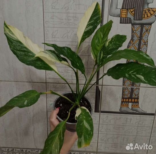 Комнатные цветы