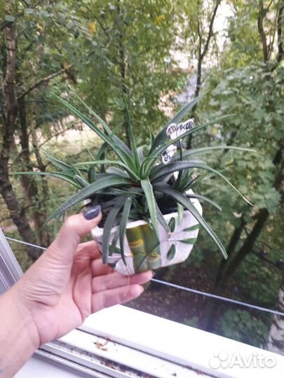 Хавортия жемчужная