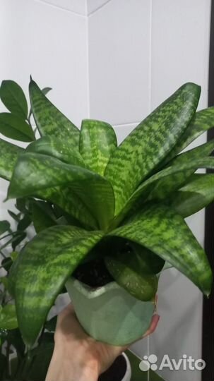 Цветы к 8 марта