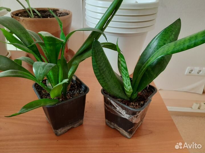 Сансевиерия