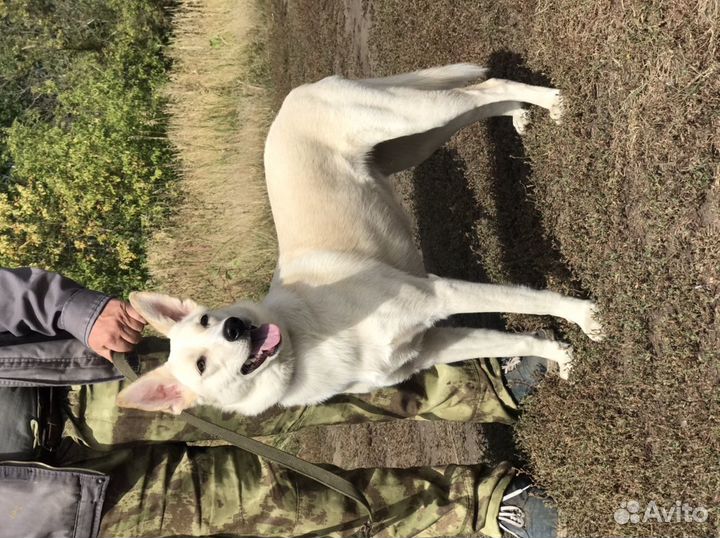 Собака в добрые руки отдам бесплатно