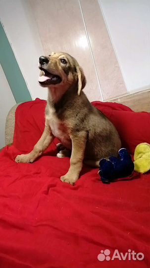 Щенок в добрые руки