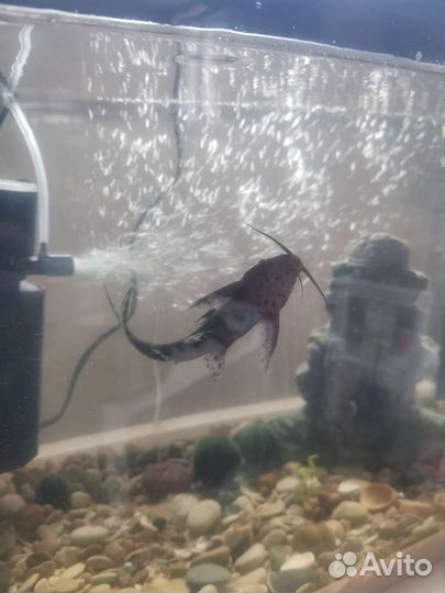 Аквариумные рыбки сомы синодонтисы