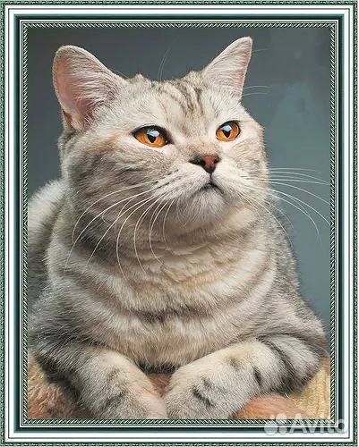 Алмазная мозаика на подрамнике 1шт