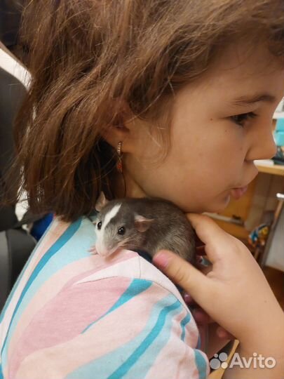 Крысы, 2 месяца