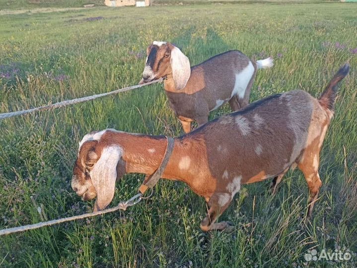 Нубийские козы