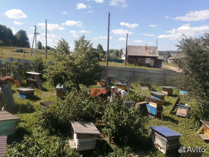 Продам пчелосемьи