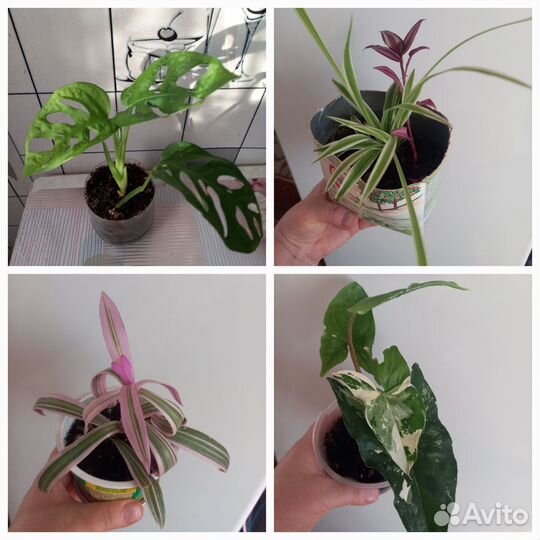 Сортовые цветы