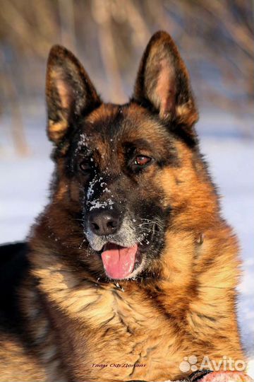 Вязка, импорт, Чемпион, крови Германия