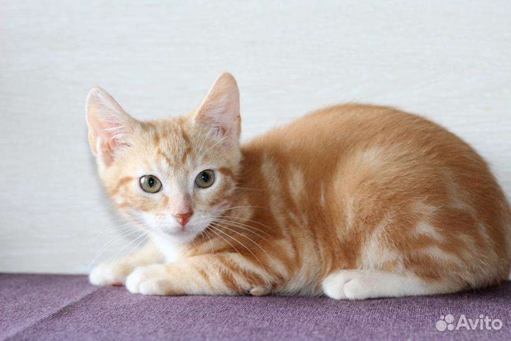 Рыжий котенок Сальма