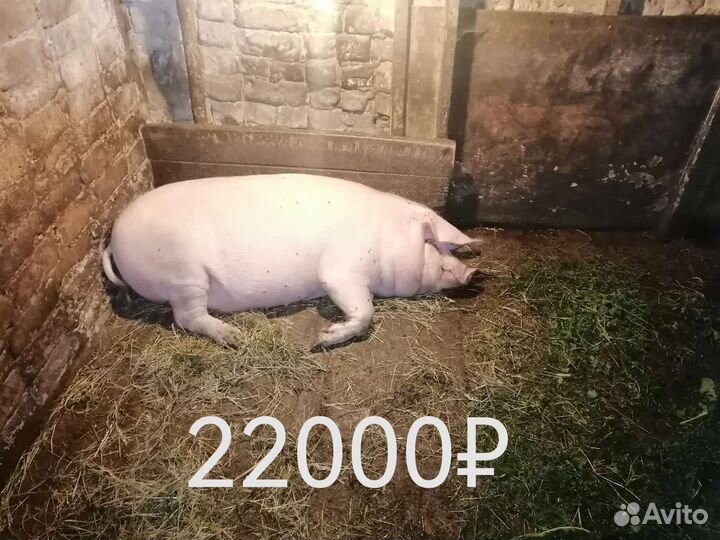 Белый боров и две свиньи