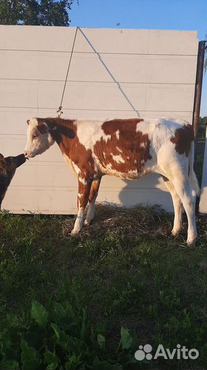 Телочка айрширская