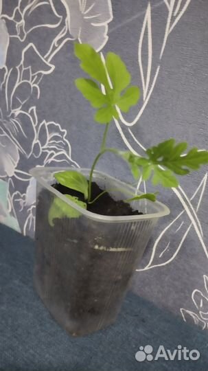 Рассада арбуза