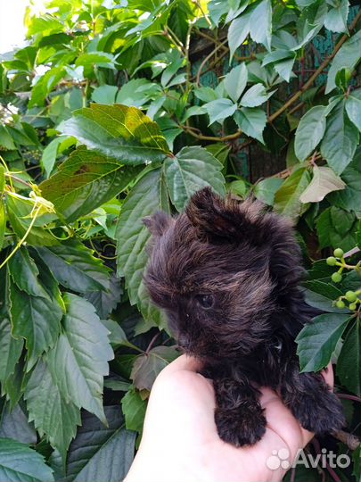 Девочка микро йорк