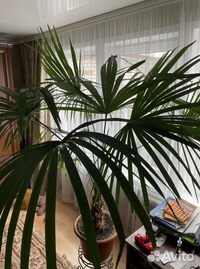 Пальма Трахикарпус