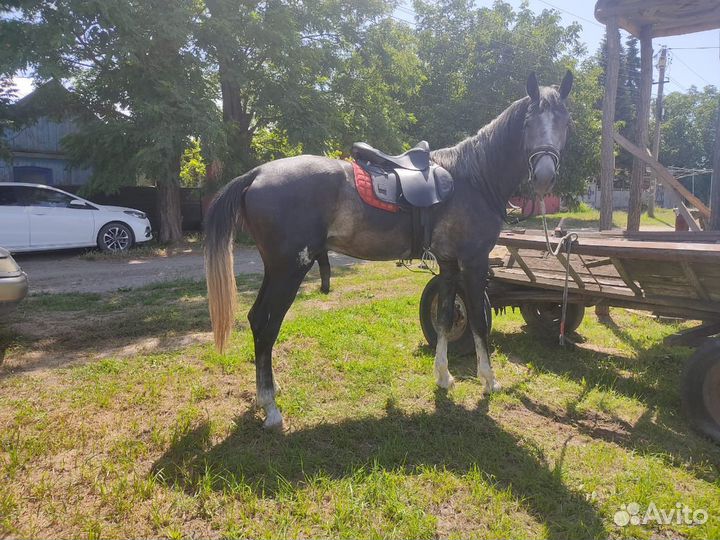 Жеребец орловской рысистой породы