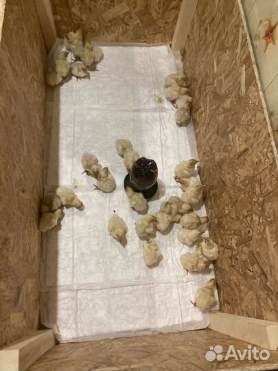 Индюшки Биг 6