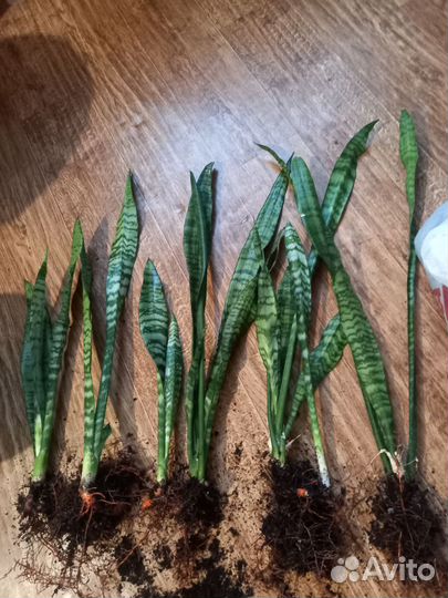 Сансевиерия (Тёщин язык)