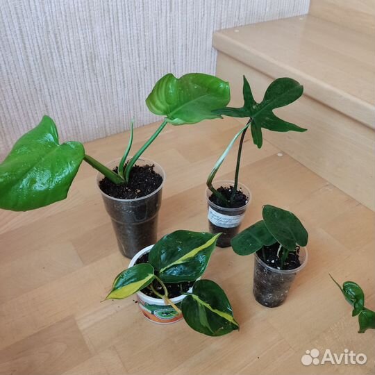 Эпипремнум сциндапсус филодендрон