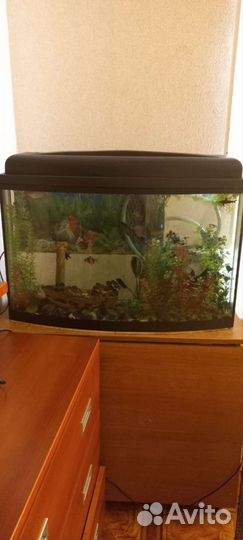 Аквариум