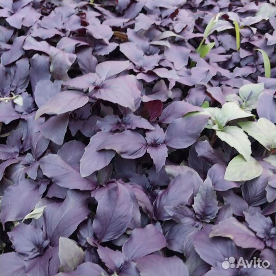 Рассада помидор огурцов перцев