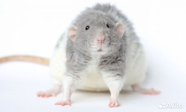 Крысята Дамбо Рекс с клеткой