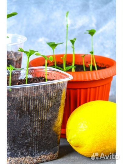 Грунт для цитрусовых 5 л