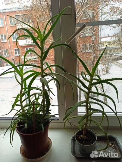 Алоэ. Столетник