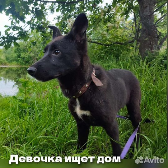 Ищут дом щенки(девочки)