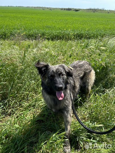 Красивейшая собака ищет дом