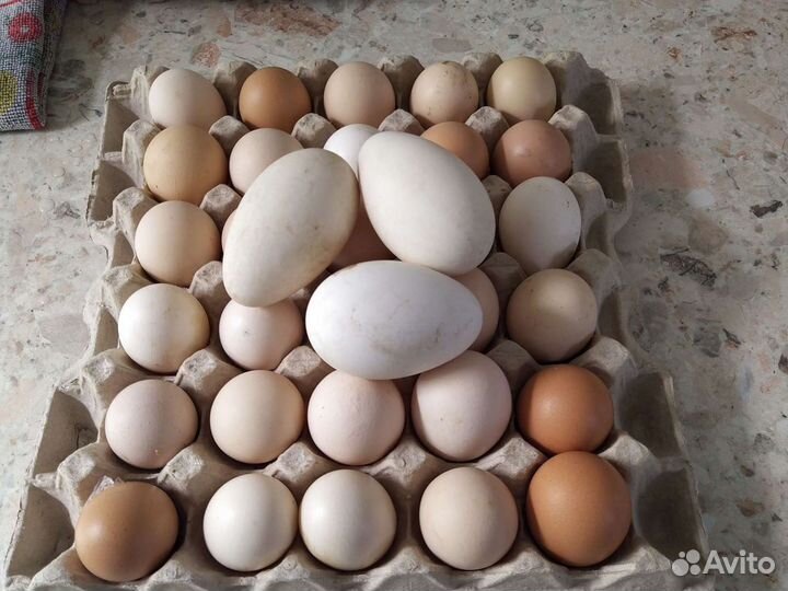 Домашние куриные яйца