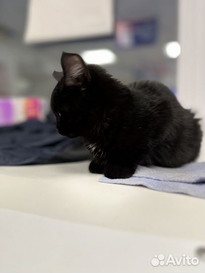 В добрые ручки