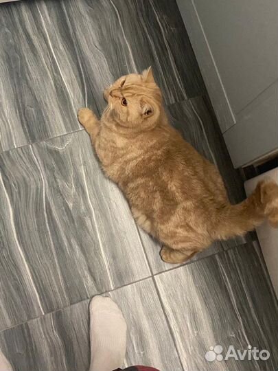 Британский кот вязка