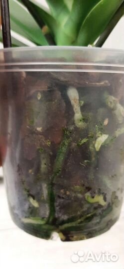 Орхидея мультифлора Summer Song