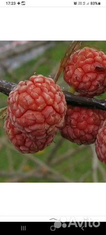 Кундрания Малиновое дерево купить в Краснодаре | Товары для дома и дачи ...
