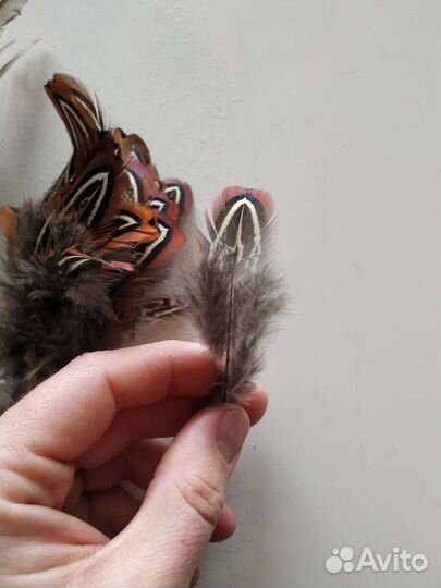 Перья фазана