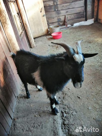 Альпийская коза и козел