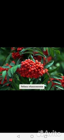 Рябина красная саженцы