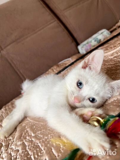 Турецкая ангора котенок в дар