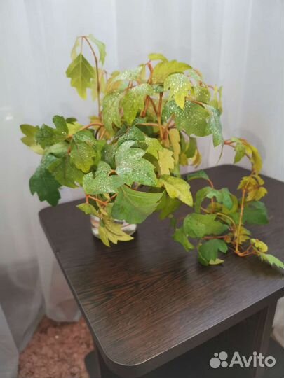 Комнатные растения