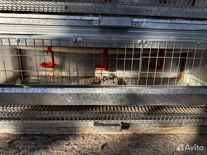 Клетки для перепелов