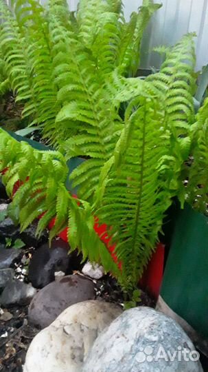Папоротник садовый