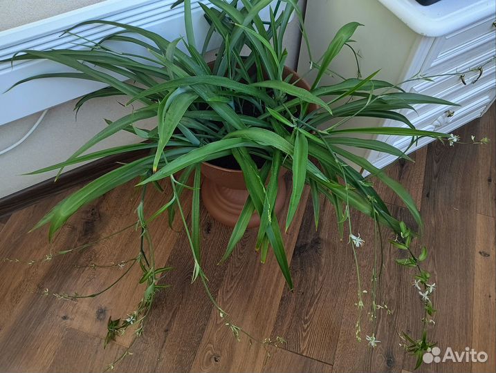 Хлорофитум