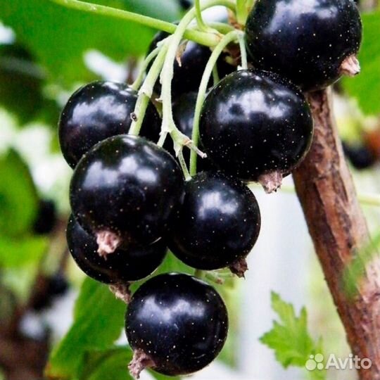 Черная смородина